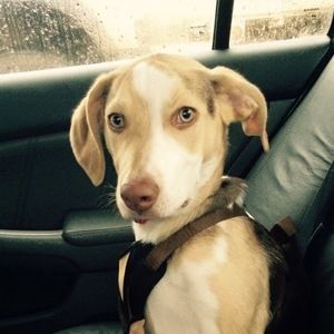 Meet your Posher, Jaya